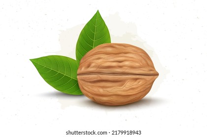 Walnut vector illustration with green leaves