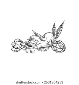 Walnut vector illustration hand drawn with ink. Black and white composition with whole and cut nut and leaves. Template for label design