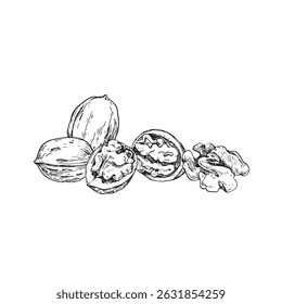 Mão de ilustração vetor de noz desenhada com tinta. Composição em preto e branco com frutos secos inteiros e cortados. Modelo para o desenho do rótulo