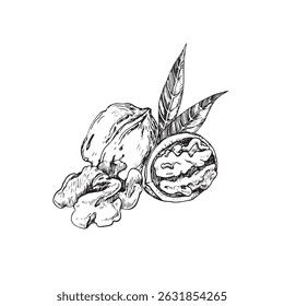 Mão de ilustração vetor de noz desenhada com tinta. Composição em preto e branco com frutos secos inteiros e cortados. Modelo para o desenho do rótulo
