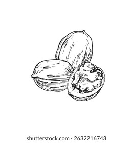 Mão de ilustração vetor de noz desenhada com tinta. Composição em preto e branco com frutos secos inteiros e cortados. Modelo para o desenho do rótulo