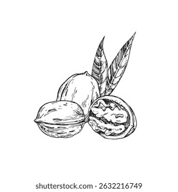 Mão de ilustração vetor de noz desenhada com tinta. Composição em preto e branco com frutos secos inteiros e cortados. Modelo para o desenho do rótulo