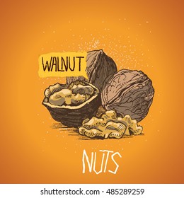 walnut. vector illustration, hand made. Pistachio . Walnut. Nut. Peanut. Almond. pecan Cashew .Hand drawn sketches vector illustration on orange background in vintage style.