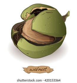 Walnut vector isolated image on the white