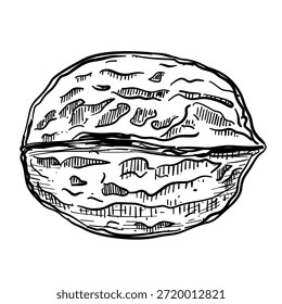 Ilustração desenhada à mão de arte de linha de vetor de noz