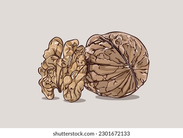 Walnut vector stock illustration. Walnut hand drawn set. Walnuts dry fruit illustration. Walnut hand-drawn vector illustration isolated on white background.