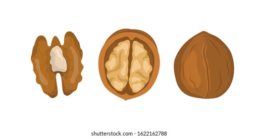 Walnut. Whole and half walnut icon. Isolated. Vector