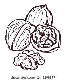 Nuez, entero, mitad, nueces, boceto, garabato, dibujo de contorno, delicioso, comida saludable, dibujo a mano de Vector aislado en blanco