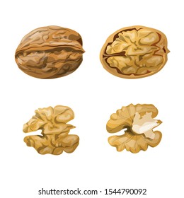 Walnut whole, opened and kernels. Vector illustration isolated on white background