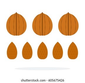 Walnuts and almonds in a shell and in a row vector flat material design isolated on white