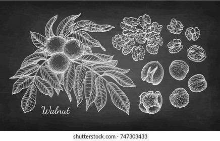 Walnuts big set. Chalk sketch of nuts on blackboard background. Hand drawn vector illustration. Retro style.