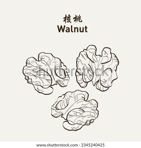 Walnuts, a bunch of peeled walnuts 核桃. Vintage sketch of nuts and kernels. Retro Walnut line art. Vector Illustration EPS 10 商業照片 © 