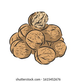 walnuts, color vector illustration, snack 