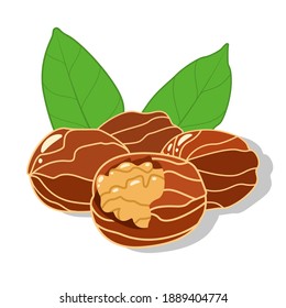 Walnuts and cracked walnut with green leaves in cartoon style isolated on white background. Vector illustration