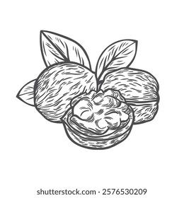 Walnuts in engraving style. Image of nuts with leaves for packaging, menu, organic product.