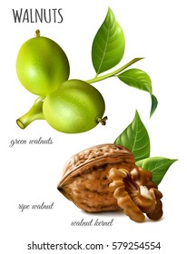 Walnuts green, ripe walnut and walnut kernel. Vector illustration.