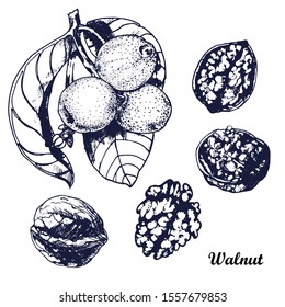 walnuts, hand drawing isolated on white background vector