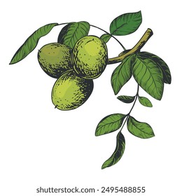 Walnuts hand drawn. Branch with leaves and green nuts. Vector illustration in color engraving technique. Ingredient for nut paste, oil, Nocino liqueur. For packaging design. Linear ink drawing.