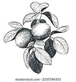Walnuts are hand drawn. Vector illustration in engraving technique. A branch with fruits in a peel, leaves. Linear ink drawing. Ingredient for the Italian liqueur Nocino.