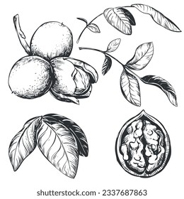 Walnuts are hand drawn. Vector illustration in engraving technique. Ingredient for nut paste, butter, Nocino liqueur. For packaging design. Linear ink drawing.