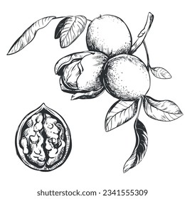 Walnuts are hand drawn. Vector illustration in engraving technique. A branch with fruits in a peel, leaves. Linear ink drawing. Ingredient for the Italian liqueur Nocino.