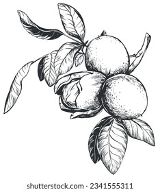 Walnuts are hand drawn. Vector illustration in engraving technique. Ingredient for nut paste, butter, Nocino liqueur. For packaging design. Linear ink drawing.
