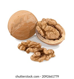 Walnuts isolated on white background. Raw vegan healthy food. Vector Illustration.