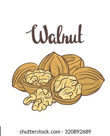 Walnuts isolated on white background. Cartoon Vector label. 