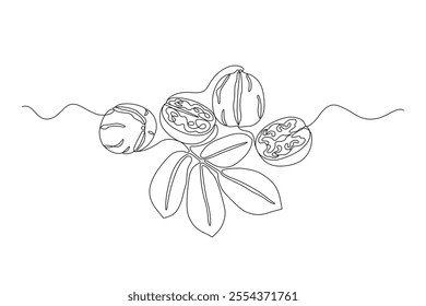 Walnuts with leaves drawn in continuous line in minimalism style, nut kernels, in one line, editable vector contour