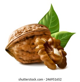 Walnuts with leaves and kernel walnut. Vector illustration.