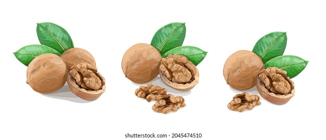 Walnuts with leaves on white background. Vector Illustration.