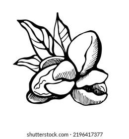 Walnuts and leaves on white background. Hand drawn vector illustration.