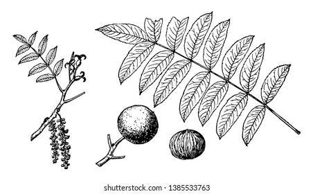 Die Blätter der Walnuss in diesem Rahmen und bringen neue Blumen an den Gliedmaßen und Walnuss, Vintage-Linie Zeichnung oder Gravitation Illustration.