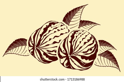 Walnuts with leaves. Vector drawing.