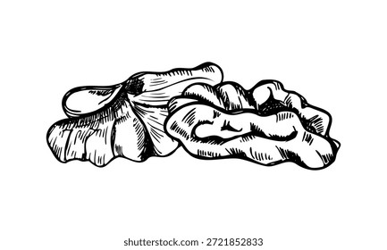 Vector monocromo de nueces en estilo gráfico. Grano pelado y tuerca abierta en dibujo de grabado de concha. Arte saludable del Clip del bocado pintado por las tintas negras para el empaquetado de la comida, diseños del otoño, blogs culinarios.
