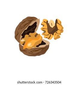Walnuts on a white background. Vector.
