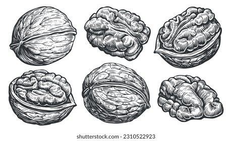 Las nueces están peladas y sin pelar. Las nueces se establecen en el estilo de grabado antiguo. Ilustración vectorial dibujada a mano