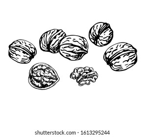 Walnuts Seeds Line Art Style Stock Vector (Royalty Free) 1613295244 ...