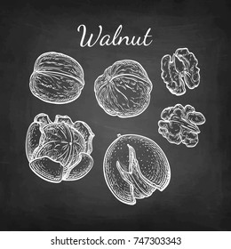Walnuts set. Chalk sketch of nuts on blackboard background. Hand drawn vector illustration. Retro style.