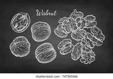 Walnuts set. Chalk sketch of nuts on blackboard background. Hand drawn vector illustration. Retro style.