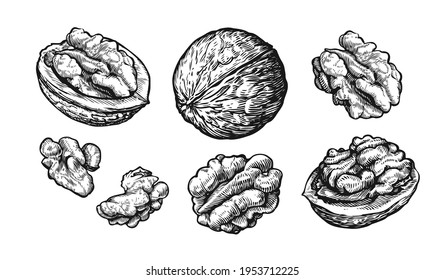 Walnuts set. Hand drawn sketch of nuts Isolated on white background. Vector illustration