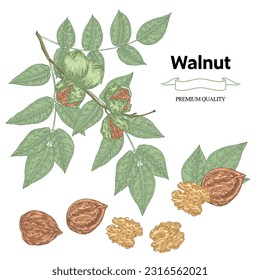 Walnuts set. Hand drawn Walnut tree branch with ripe nuts and leaves. Vector illustration in sketch style.