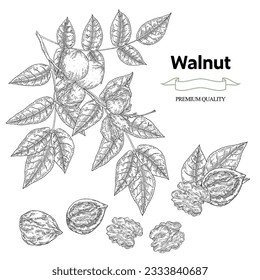 Walnuts set. Hand drawn Walnut tree branch with ripe nuts and leaves. Vector illustration in sketch style. Nut collection.