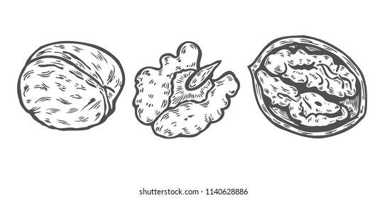 Walnuts set. Ink sketch of nuts. Hand drawn vector illustration. Isolated on white background. Retro style.