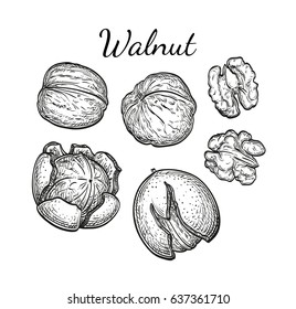 Walnuts set. Ink sketch of nuts. Hand drawn vector illustration. Isolated on white background. Retro style.