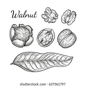 Walnuts set. Ink sketch of nuts. Hand drawn vector illustration. Isolated on white background. Retro style.