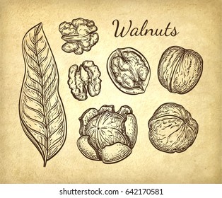 Walnuts set. Ink sketch of nuts. Hand drawn vector illustration on old paper background. Retro style.