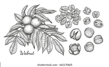 Walnuts set. Ink sketch of nuts. Hand drawn vector illustration. Isolated on white background. Retro style.