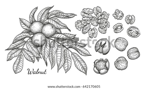 Walnuts Set Ink Sketch Nuts Hand Stock Vector (Royalty Free) 642170605