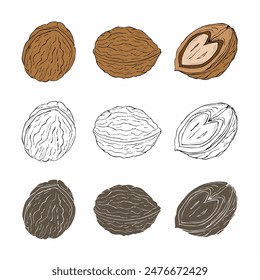Conjunto de nueces aislado sobre fondo blanco